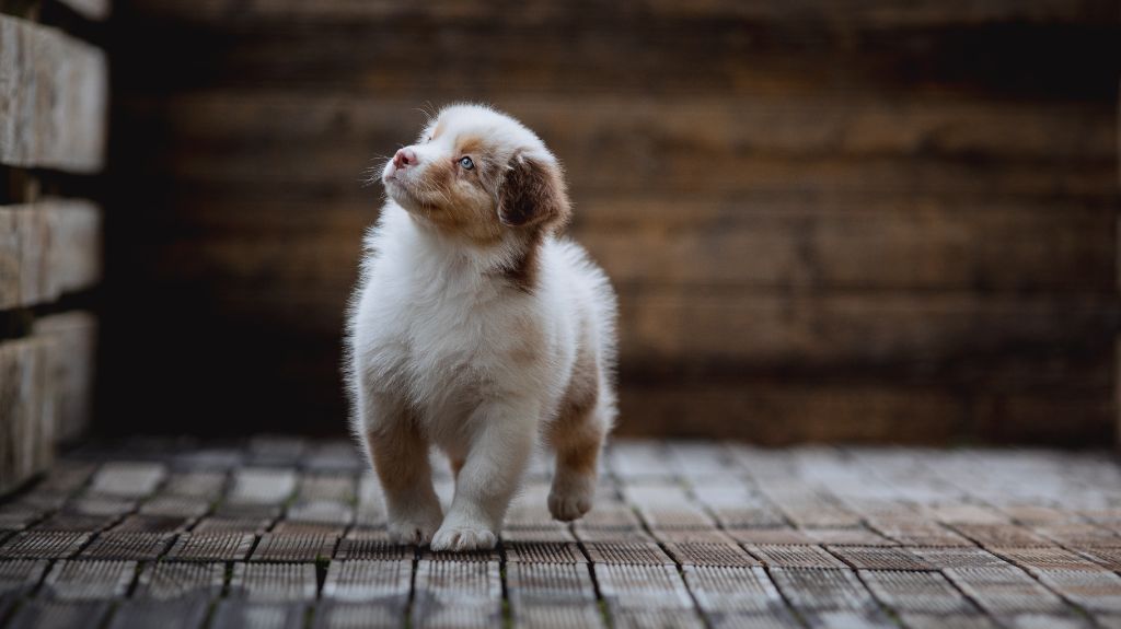 de la Dune d'Ozalee - Chiots disponibles - Berger Australien